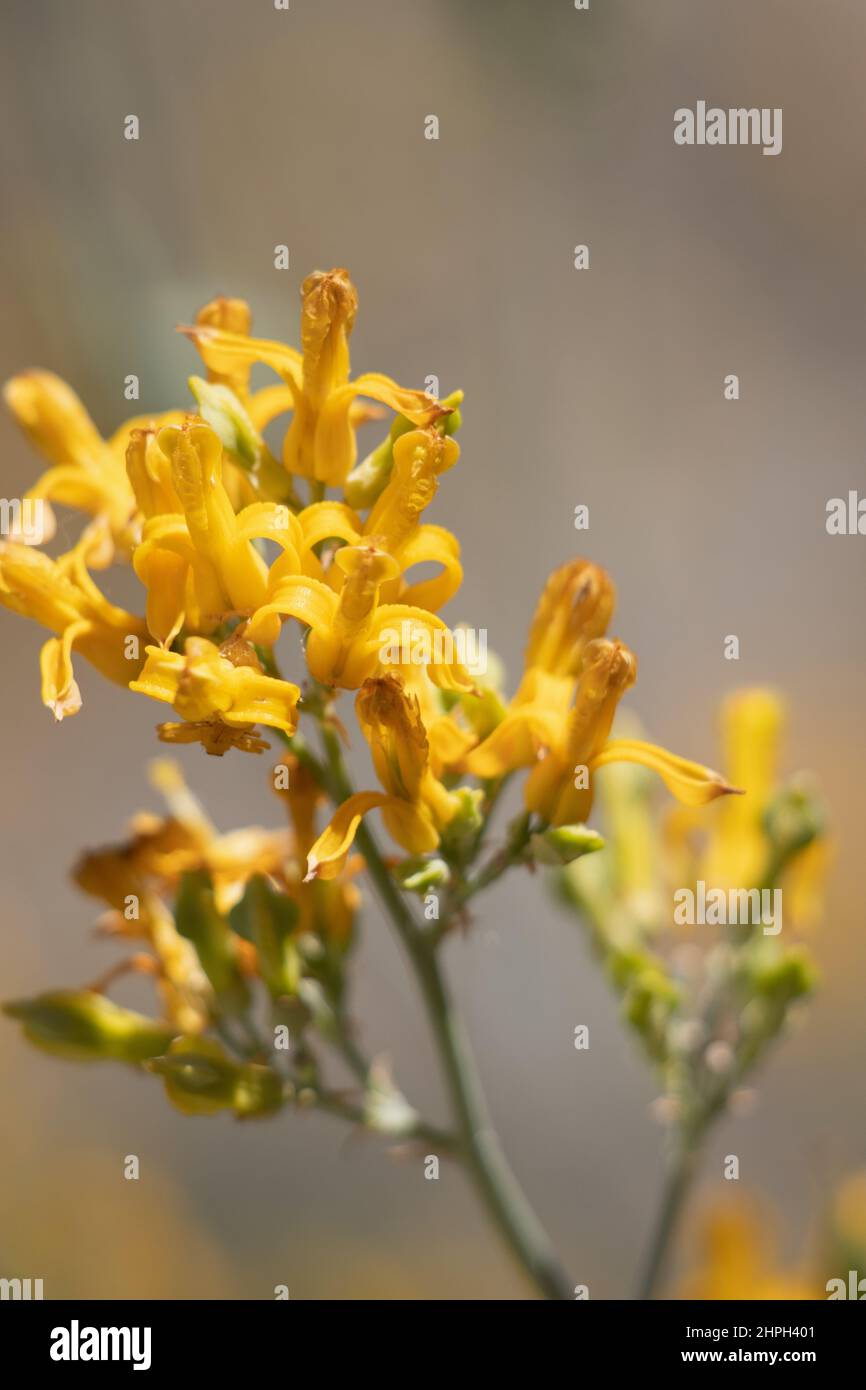 Gelb blühende racemose Rispe Blütenstand von Ehrendorferia chrysantha, Papaveraceae, native mehrjährige Kraut in den San Gabriel Mountains, Sommer. Stockfoto