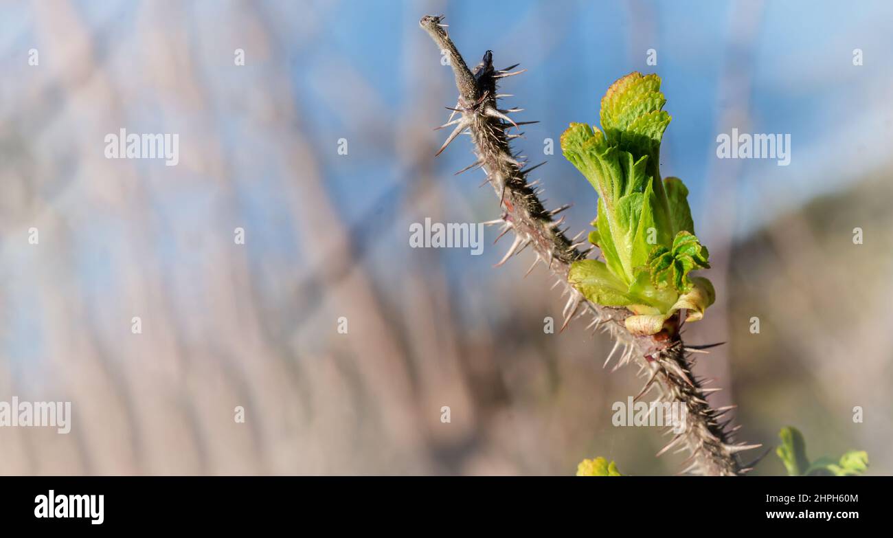 Frühlingslandschaft. Junge Blätter auf dem Baum. Ein blühender Zweig. Stockfoto