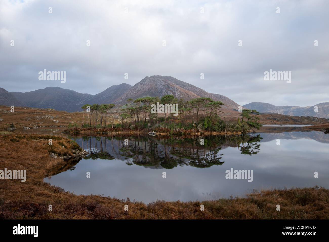 Pine Island, Derradlare Lake, Connemara, County Galway, Irland. Stockfoto