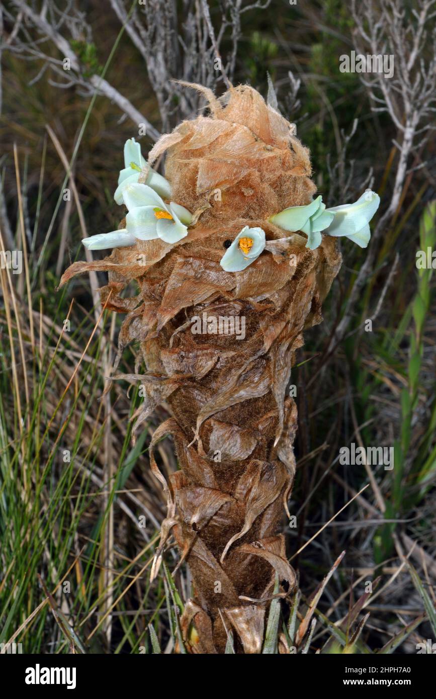 Puya cf Clava-herculis stammt aus den nördlichen Anden, wo es im Grasland, bekannt als páramo, vorkommt. Stockfoto