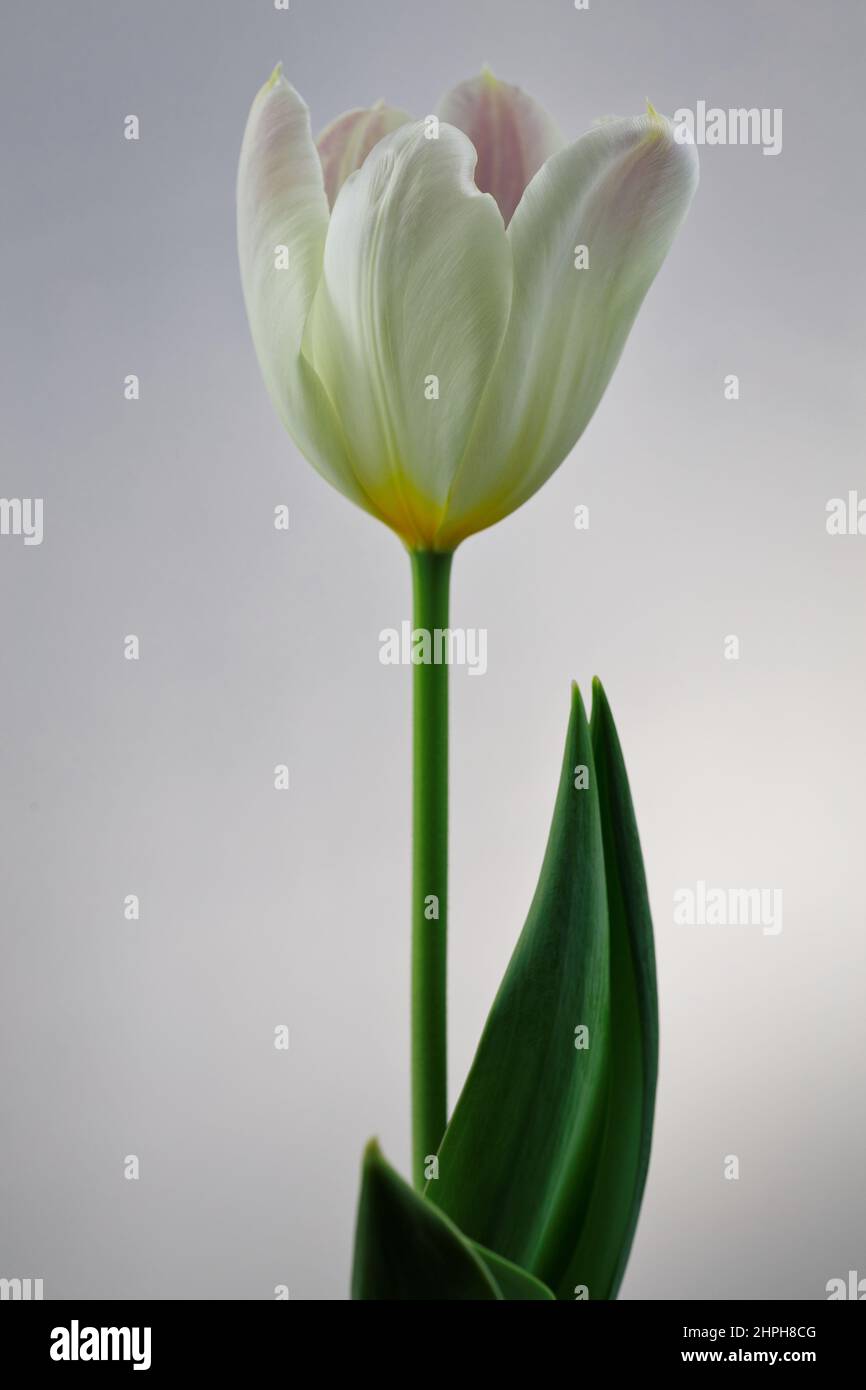 Schöne cremeweiße Tulpenblume, symbolisiert Frieden oder Sinn für Vergebung Stockfoto
