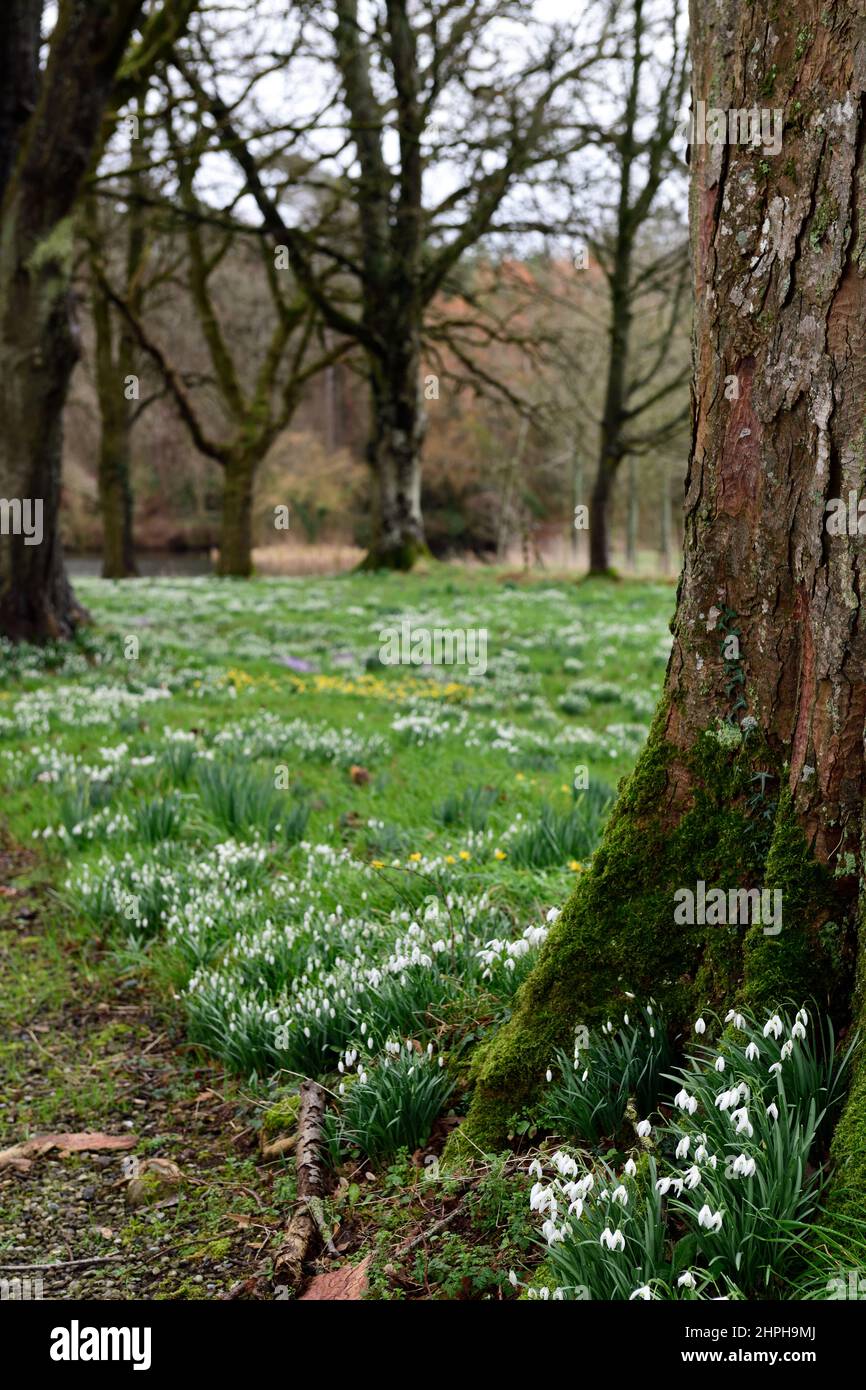 galanthus nivalis wächst an der Basis von moosbedecktem Baum, Schneeglöckchen, Basis, Linde, lee, Schutz, geschützt, Moos, moosig, Abdeckung, natürlich, naturalisieren, naturalisiert, g Stockfoto