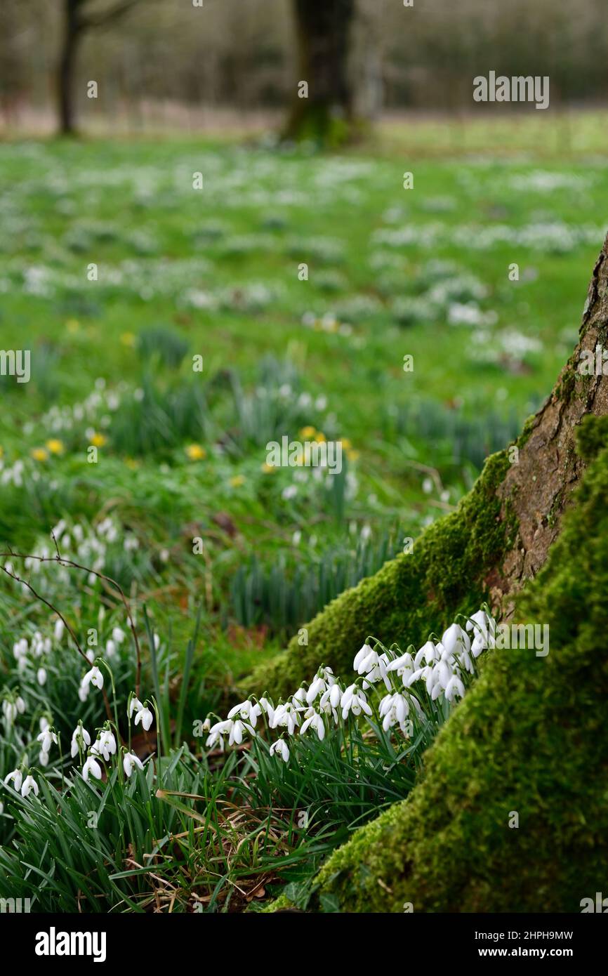 galanthus nivalis wächst an der Basis von moosbedecktem Baum, Schneeglöckchen, Basis, Linde, lee, Schutz, geschützt, Moos, moosig, Abdeckung, natürlich, naturalisieren, naturalisiert, g Stockfoto