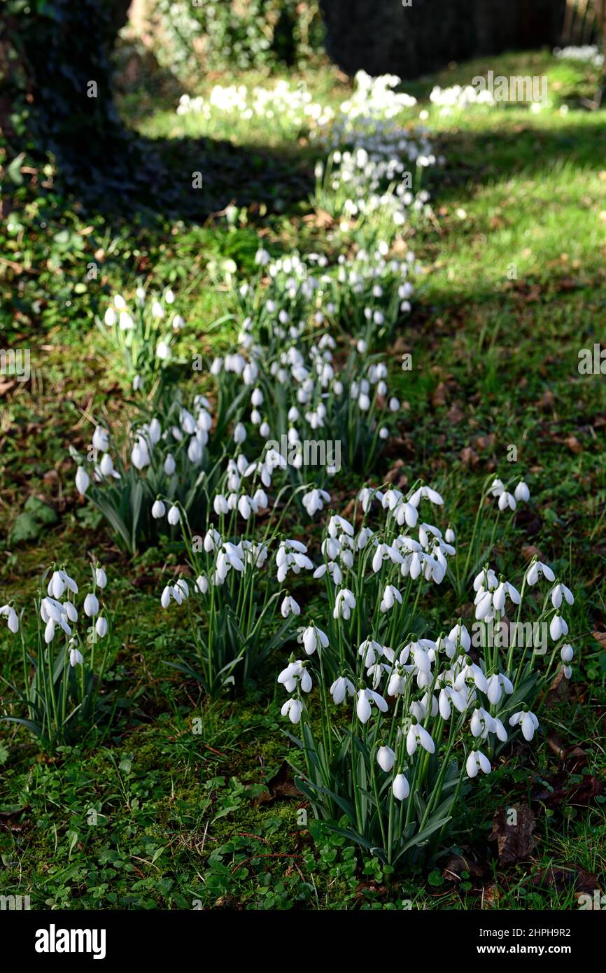 Galanthus Sam Arnott, Schneeglöckchen, Schneeglöckchen, Klumpen im Gras