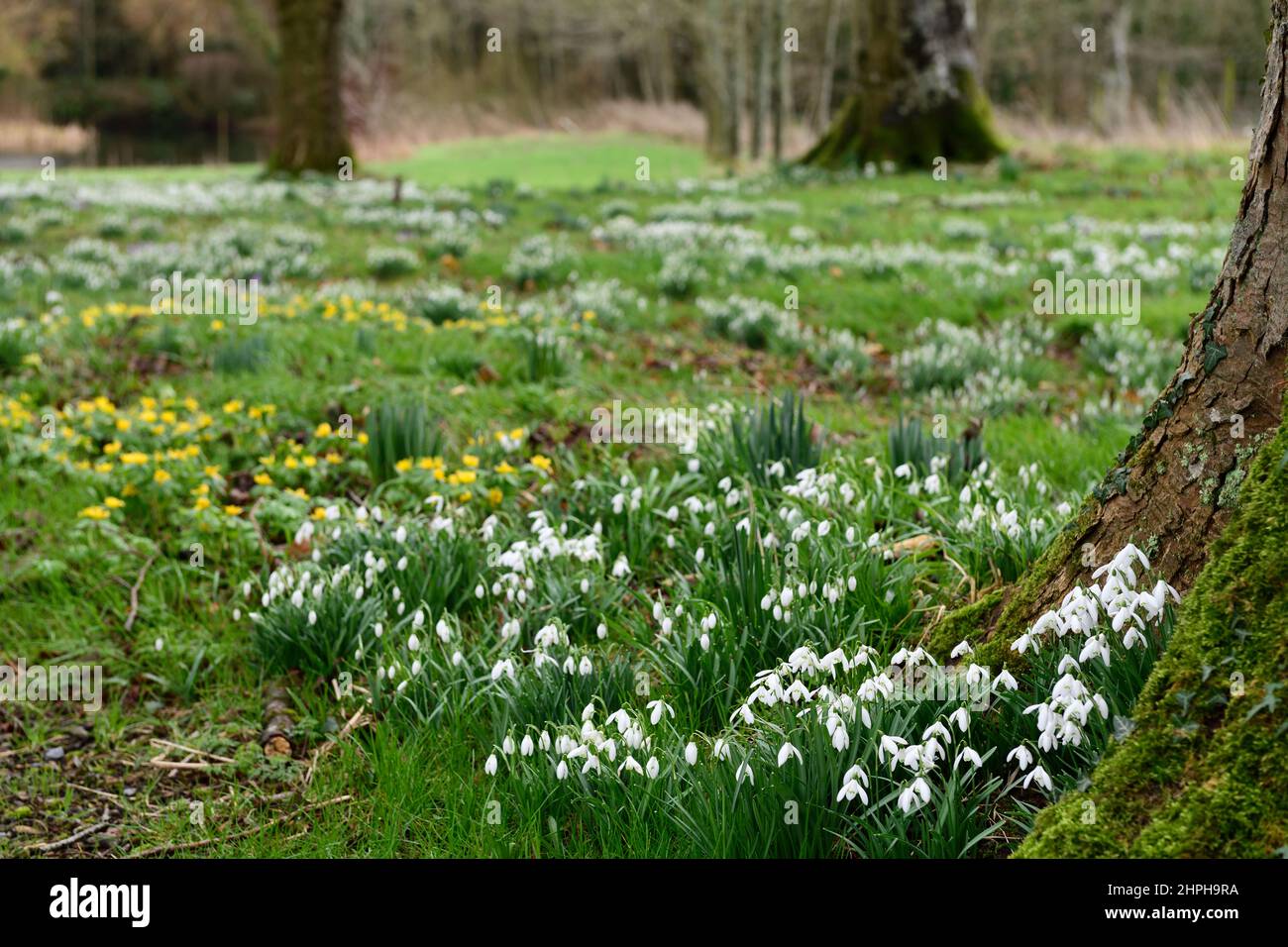 galanthus nivalis wächst an der Basis von moosbedecktem Baum, Schneeglöckchen, Basis, Linde, lee, Schutz, geschützt, Moos, moosig, Abdeckung, natürlich, naturalisieren, naturalisiert, g Stockfoto