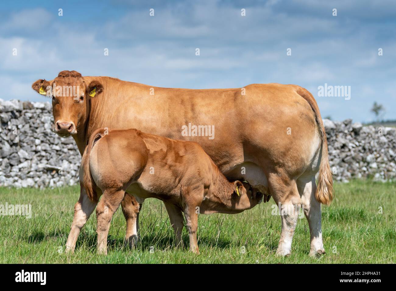 Limousin Kuh mit Kalb, das Milch von ihr trinkt. Lancashire, Großbritannien. Stockfoto