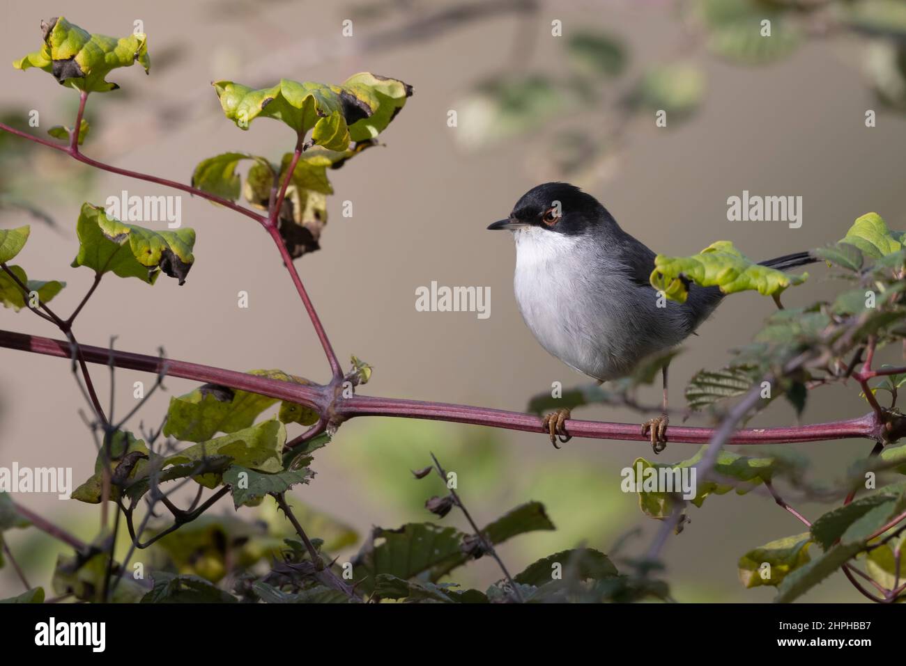 sardischer Zwerggrasmücke (Sylvia melanocephala) Stockfoto