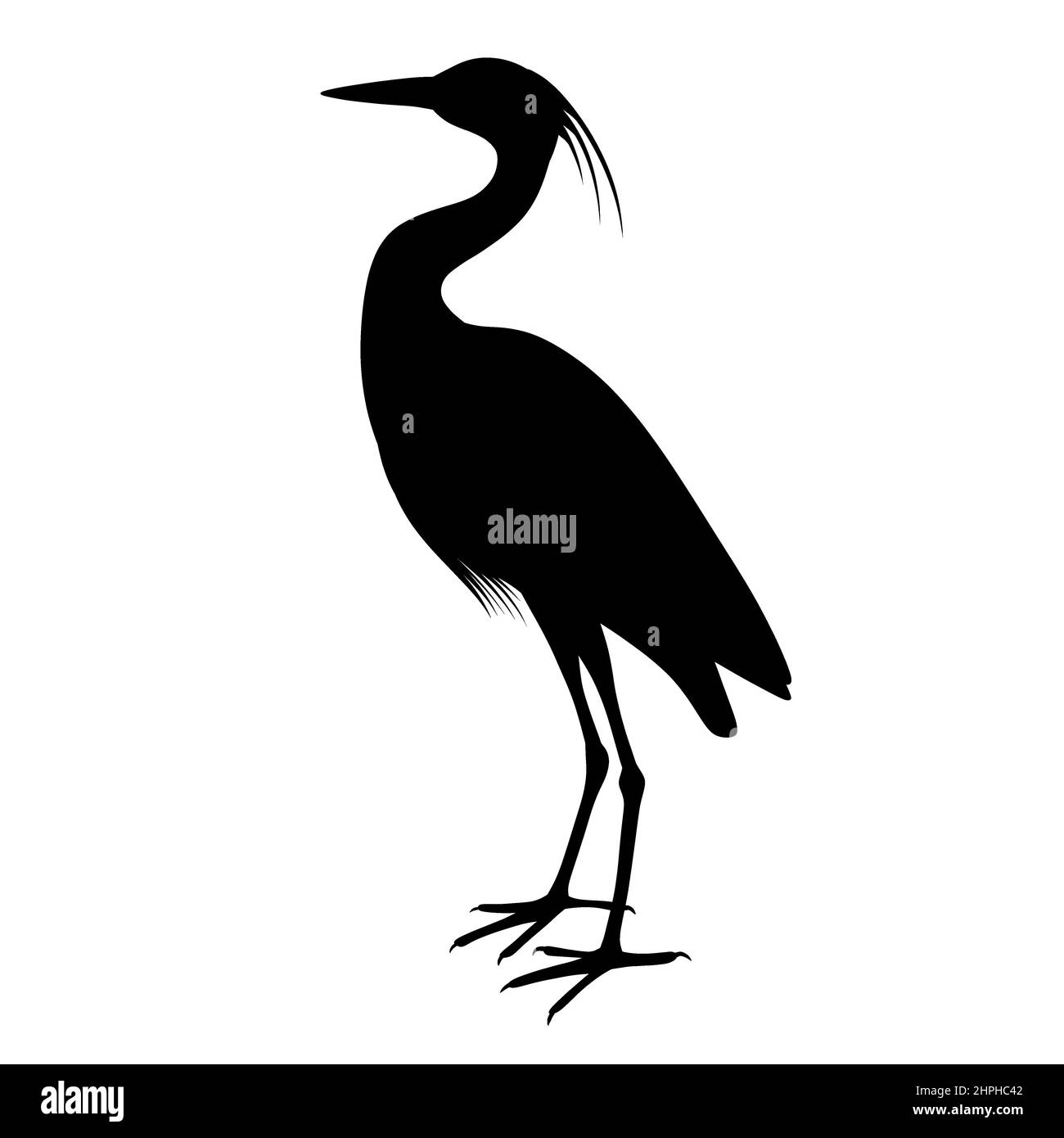 Schwarze Silhouette eines Reiher. Ein Wasservogel. Ein Verwandter des Storchs und des Kranichs. Illustration eines Tieres Stockfoto