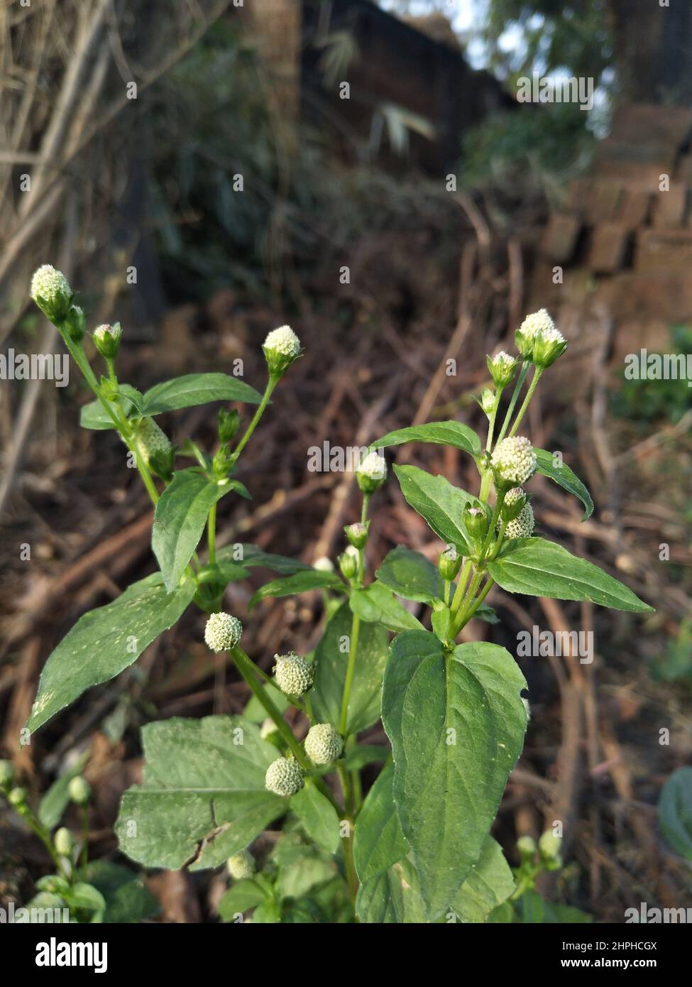 Spilanthes radicans. ASTERNGEWÄCHSE. GENDA. Acmella radicans (Jacq.) ... Venapacha (Malayalam). Stockfoto