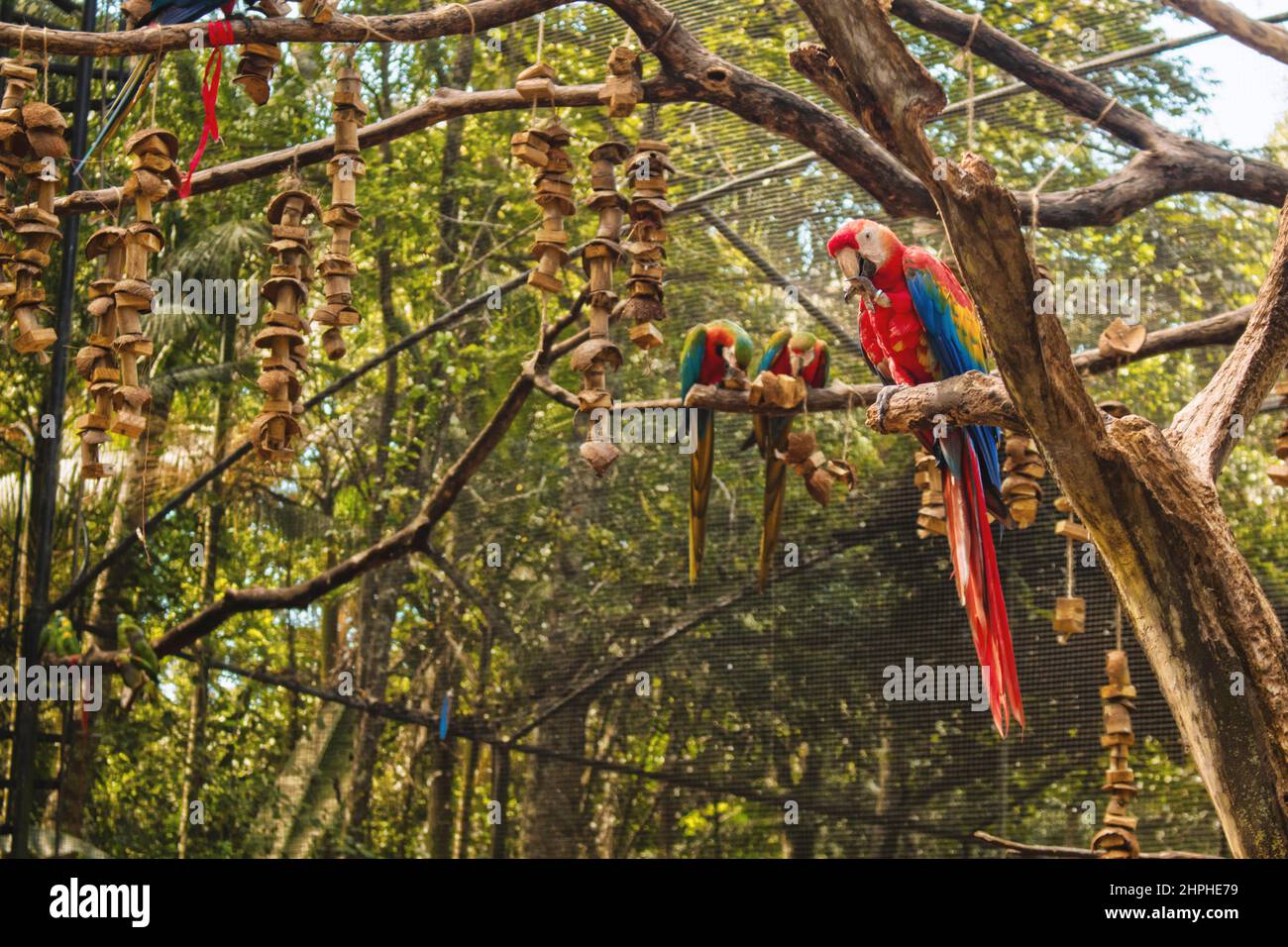 Bunte Ara-Vögel im Foz do Iguacu Bird Park (Parque das Aves) in der Nähe von Iguassu / Iguacu Falls. Stockfoto