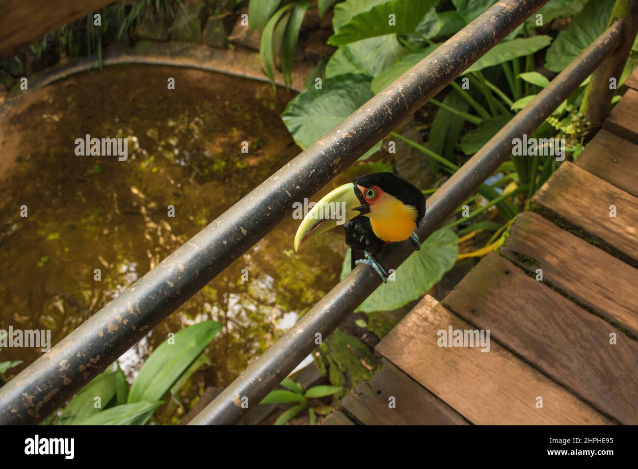 Bunte Ara-Vögel im Foz do Iguacu Bird Park (Parque das Aves) in der Nähe von Iguassu / Iguacu Falls. Stockfoto