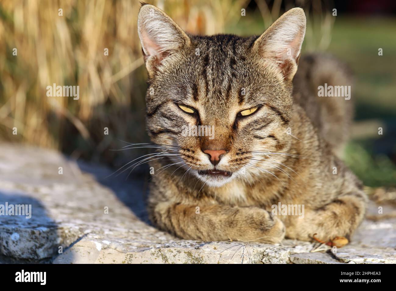 Porträt einer Katze, die in der Sonne auf einer Wand liegt Stockfoto