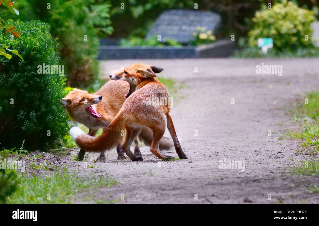 Berlin, Deutschland. 19th August 2021. 19.08.2021, Berlin. Zwei junge Rotfüchse (Vulpes vulpes) tusseln auf einem Friedhof spielerisch. Friedhofs sind zu einem wichtigen Lebensraum für viele Tiere in der Stadt geworden. Quelle: Wolfram Steinberg/dpa Quelle: Wolfram Steinberg/dpa/Alamy Live News Stockfoto