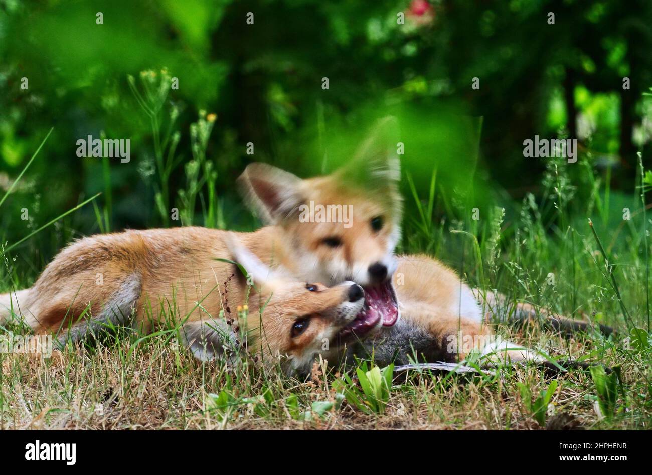 Berlin, Deutschland. 21st. Juni 2021. 21.06.2021, Berlin. Zwei junge Rotfüchse (Vulpes vulpes) liegen auf einer kleinen Wiese auf einem Friedhof und ringen bei Einbruch der Dunkelheit. Friedhofs sind zu einem wichtigen Lebensraum für viele Tiere in der Stadt geworden. Quelle: Wolfram Steinberg/dpa Quelle: Wolfram Steinberg/dpa/Alamy Live News Stockfoto