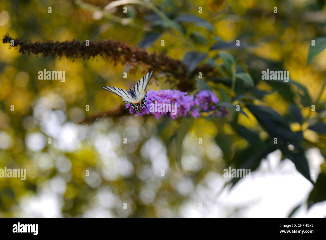 Schmetterling auf eine violette Blume Stockfoto