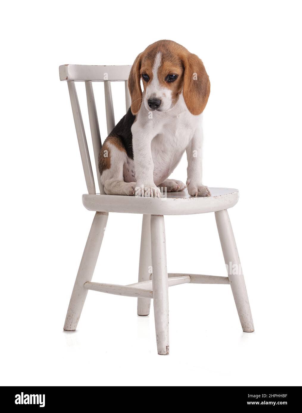 Welpe Beagle auf weißem Hintergrund Stockfoto