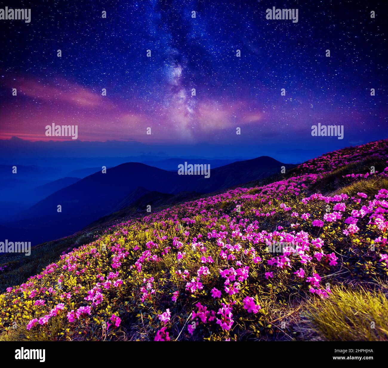 Sternenzauber blume -Fotos und -Bildmaterial in hoher Auflsung  Alamy