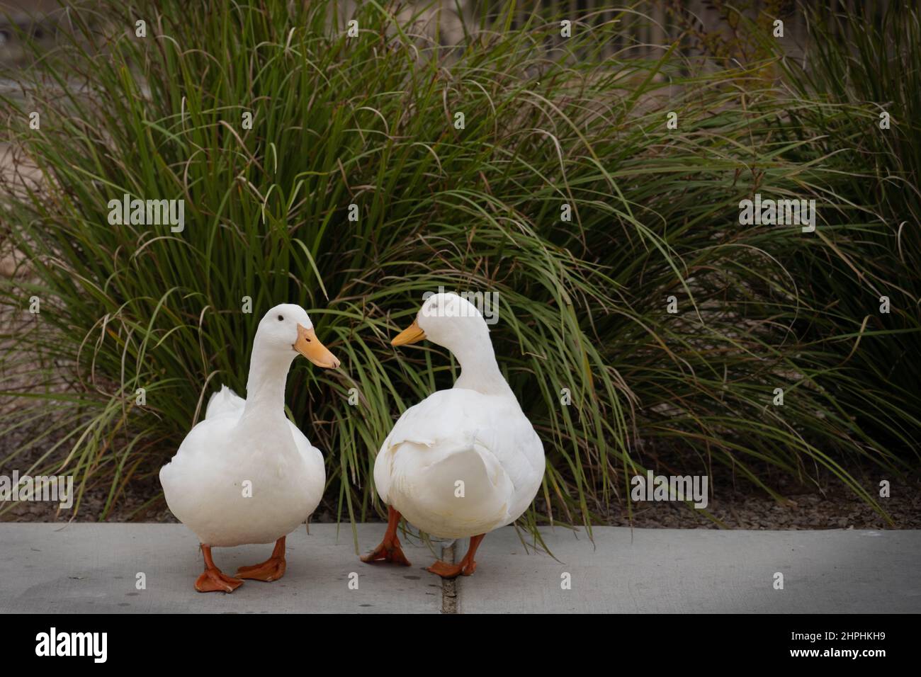 Zwei einheimische Enten, die sich in einem Stadtpark treffen Stockfoto