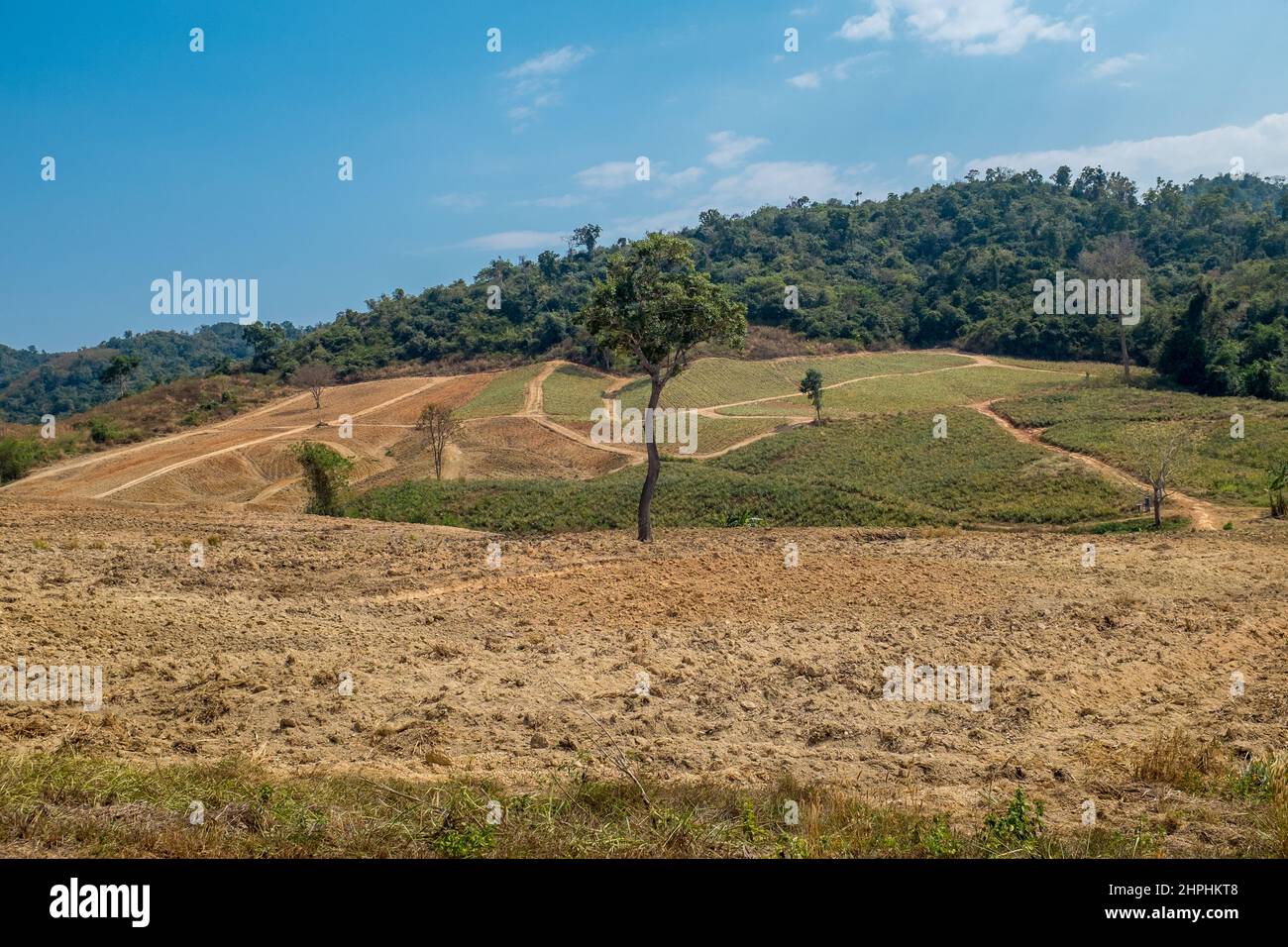 Ananasfeld auf dem Land außerhalb von Hua hin in der thailändischen Provinz Prachuap Khiri Khan Stockfoto