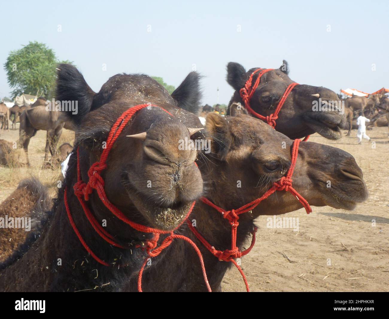 Kamelfair in Pushkar, Rajastan, Indien Stockfoto