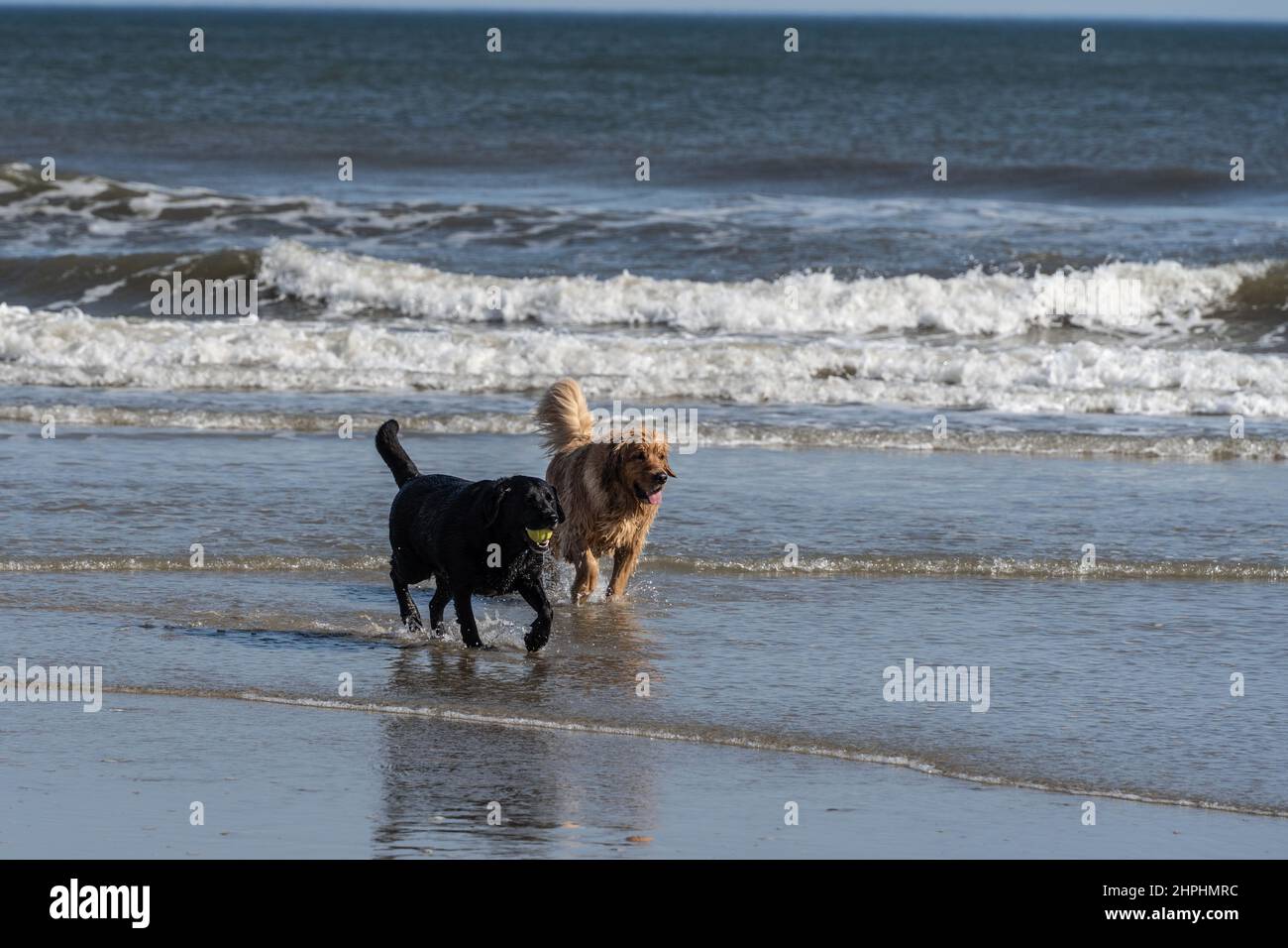 Zwei Hunde laufen am Strand und spielen fetch. Stockfoto