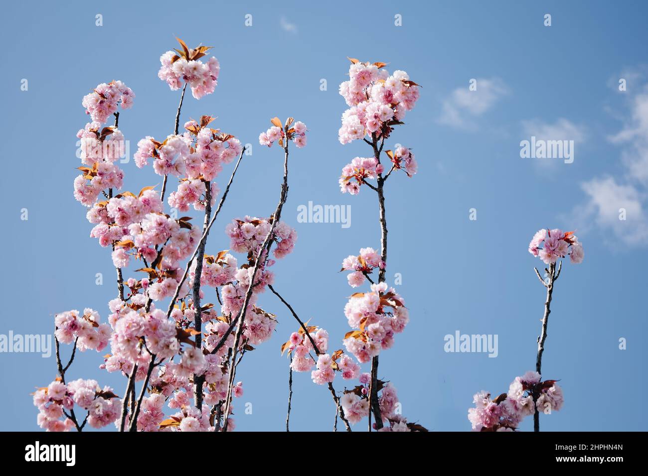 Frühlingsblüte, minimalistischer Naturhintergrund mit winzigen Bäumen Stockfoto