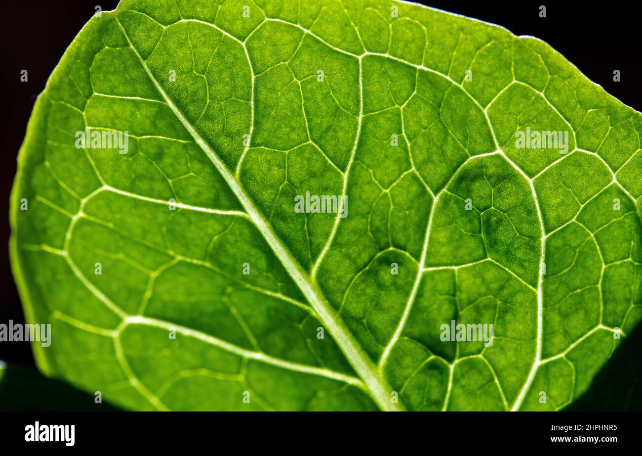 Organische Textur Stockfoto