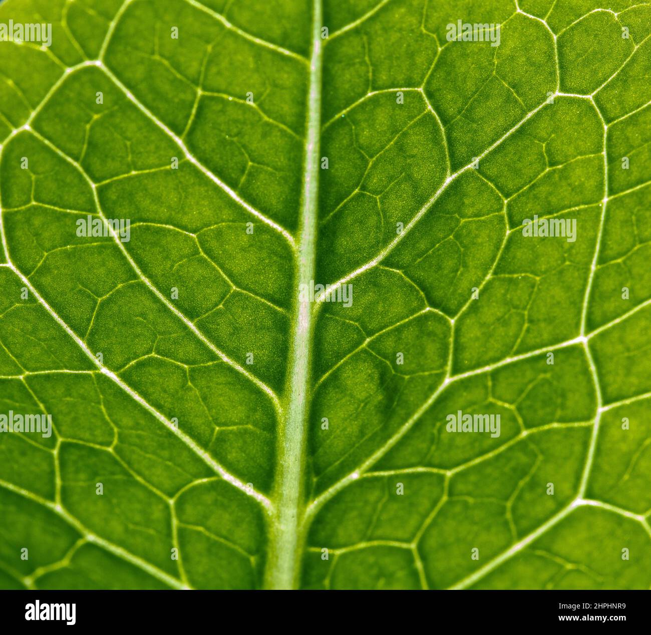 Organische Textur Stockfoto