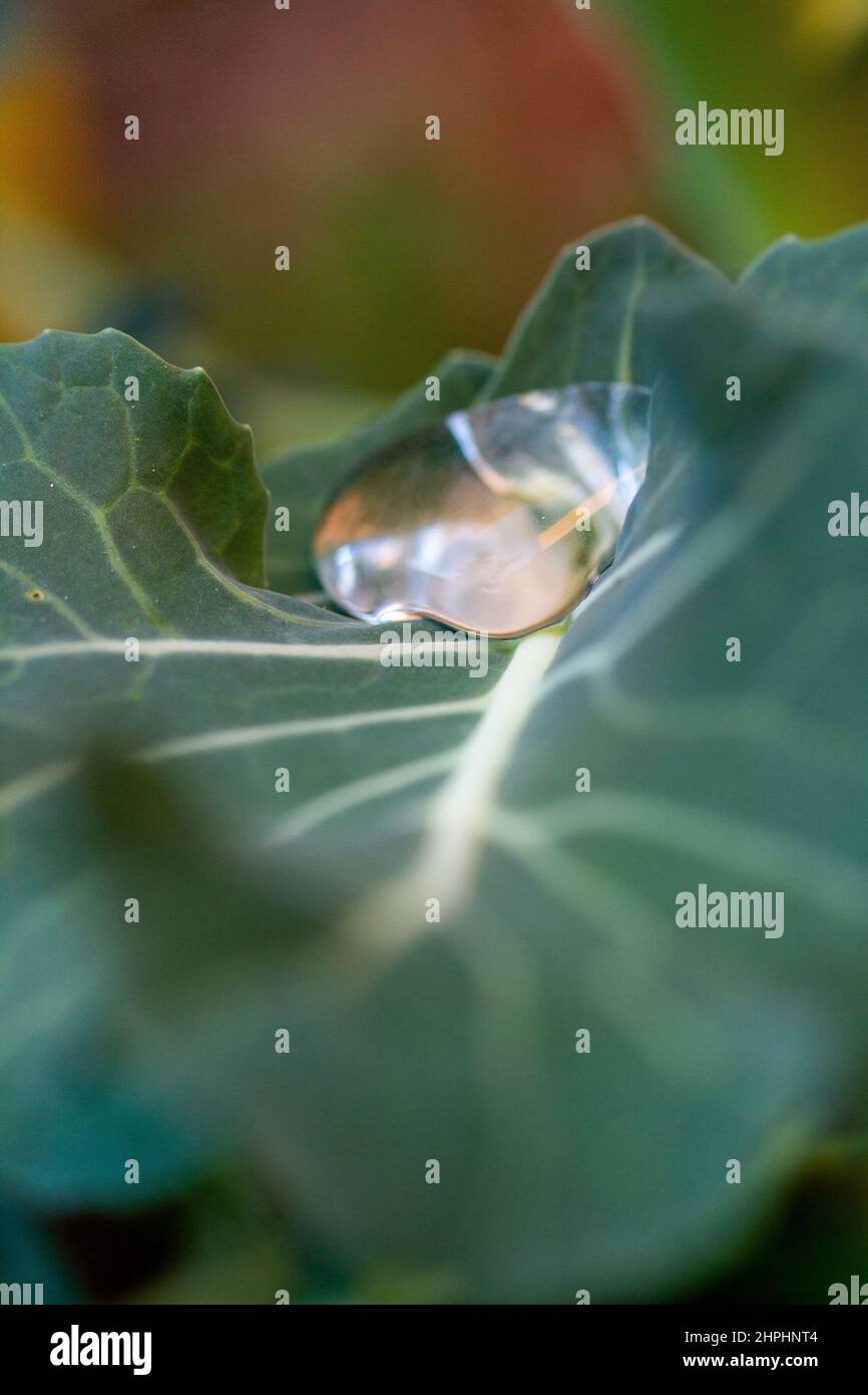 Organische Textur Stockfoto