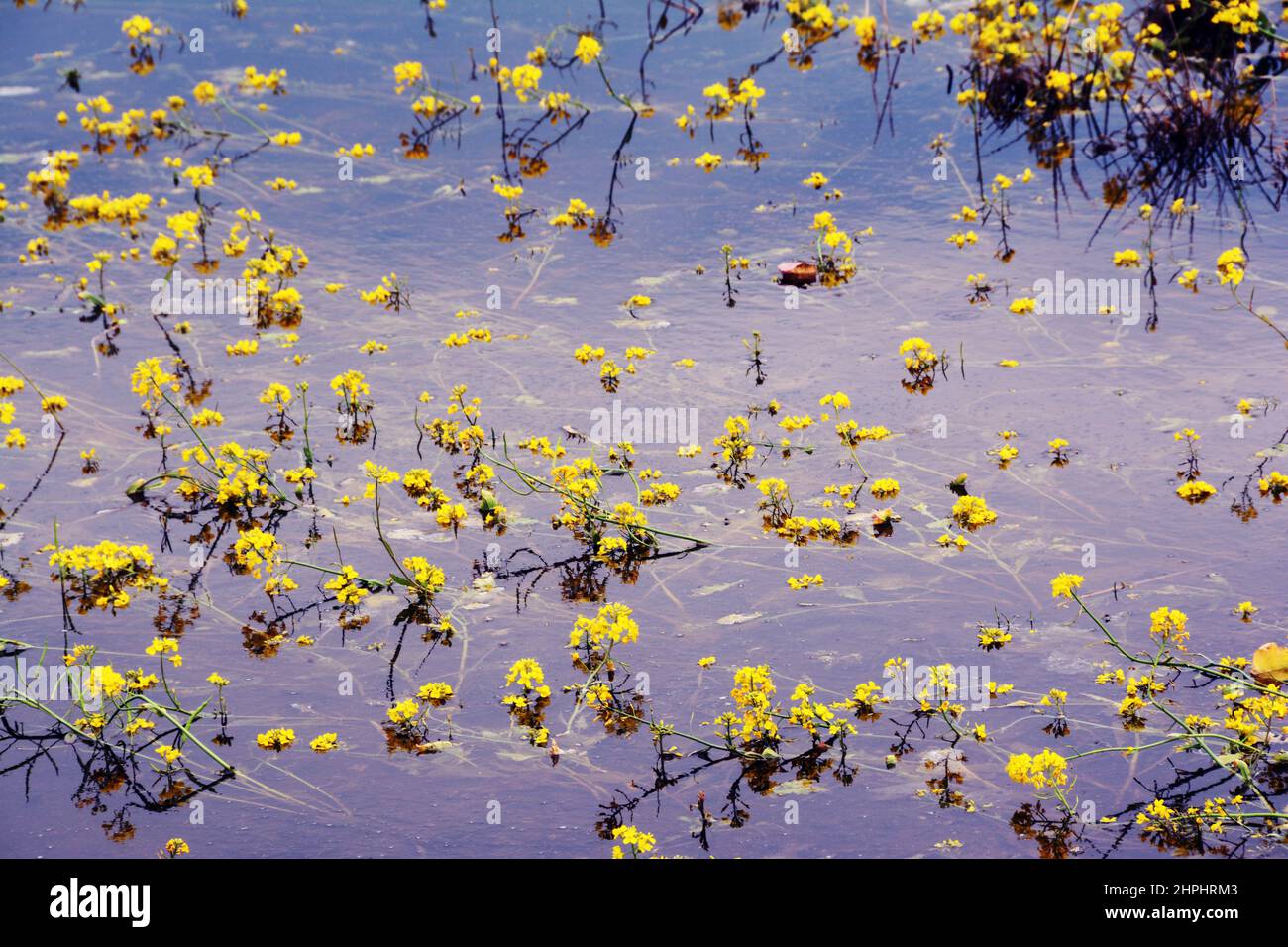 Gelbe Rapsblumen schweben kurz über der Wasseroberfläche nach Hochwasser-Regen Stockfoto