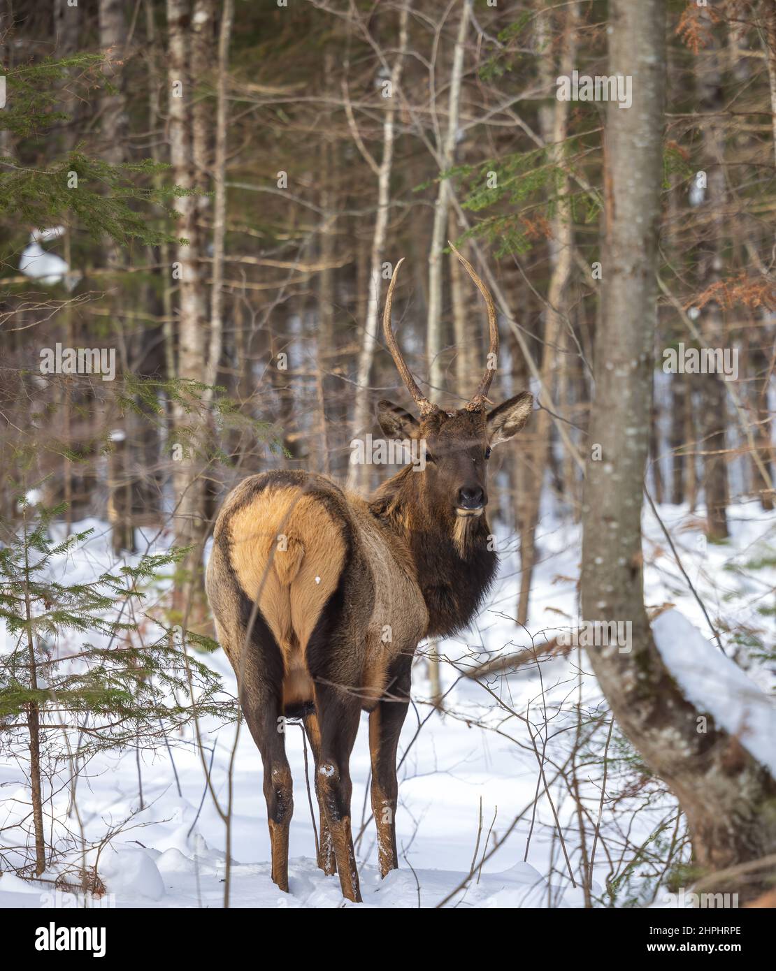 Spike Elk in Clam Lake, Wisconsin. Stockfoto