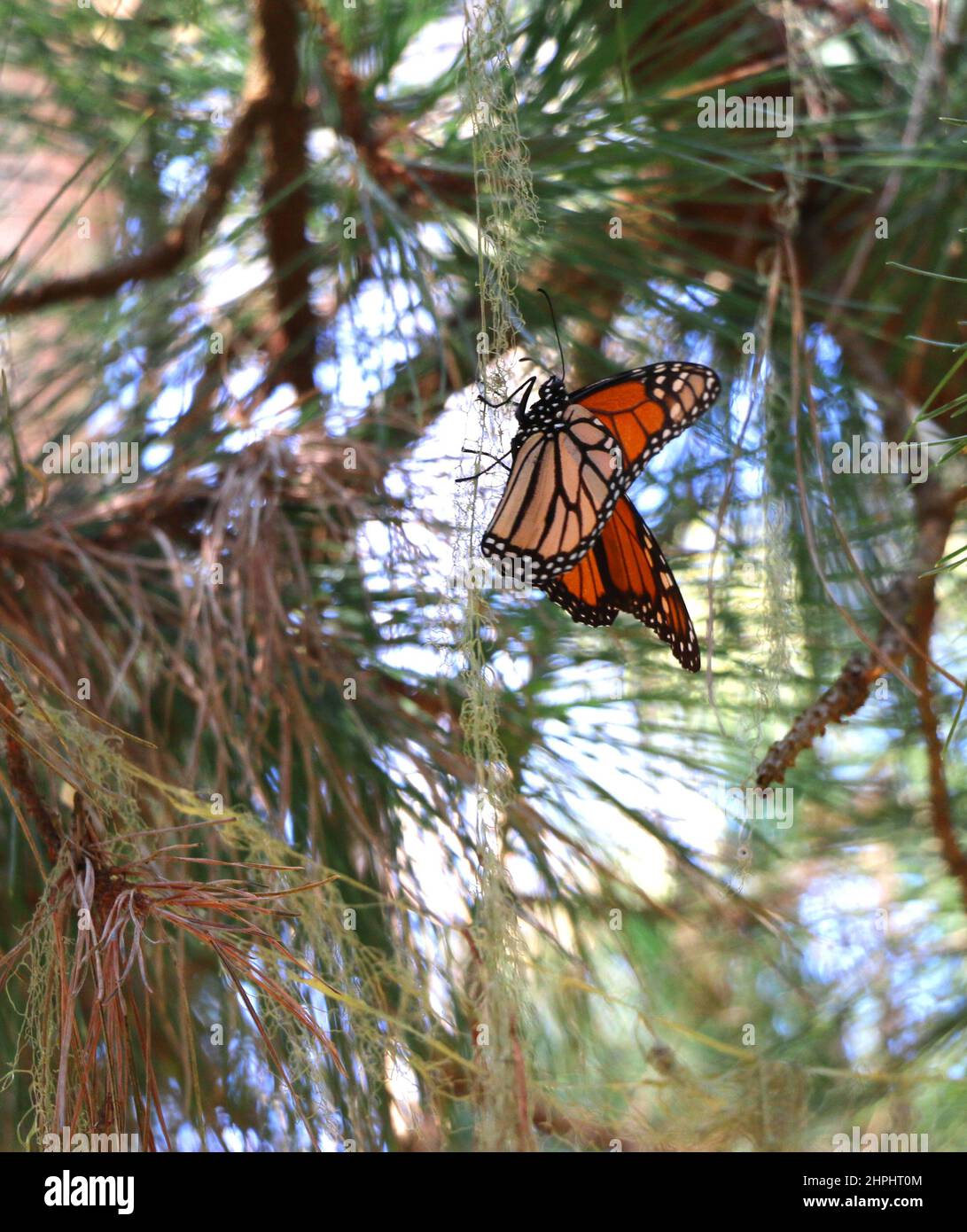 Ein orangefarbener und schwarzer Monarch-Schmetterling hängt von zarten Flechten im Monarch Grove Sanctuary, Pacific Grove, CA. Stockfoto