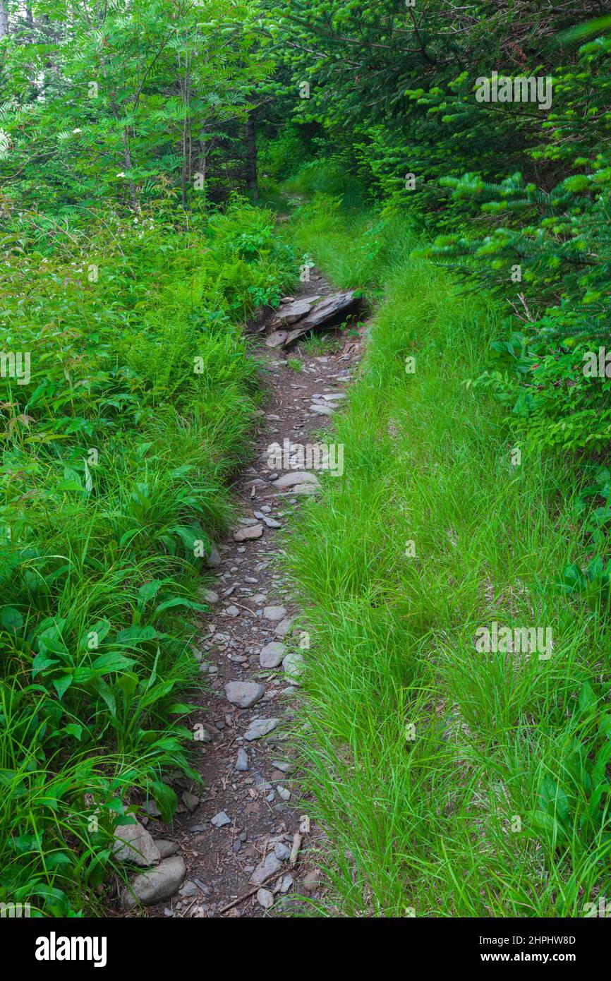 Appalachian Trail in der Nähe des Clingmans Dome im Great Smoky Mountains National Park Stockfoto