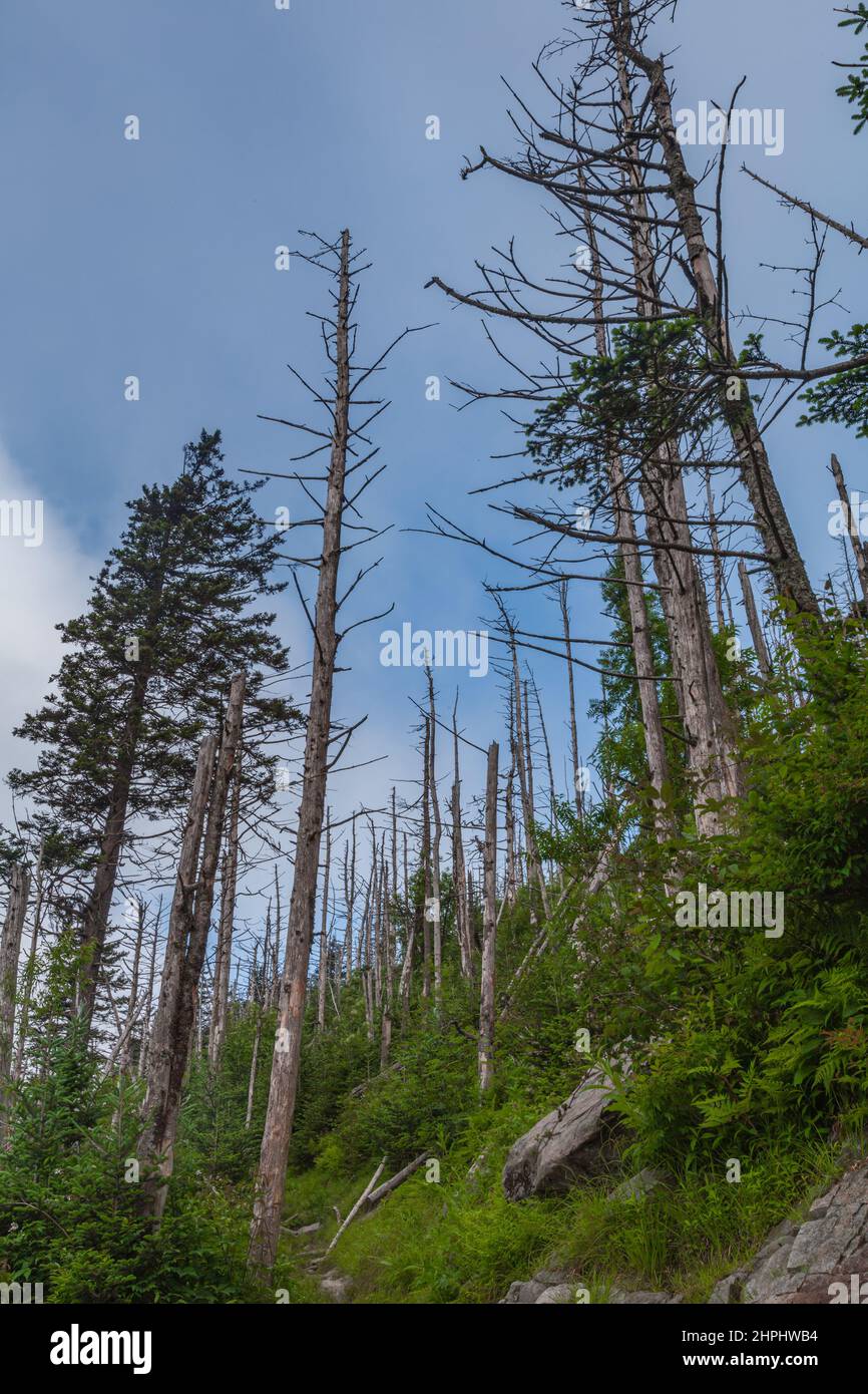 Wechselnde Umgebung in der Nähe des Clingmans Dome im Great Smoky Mountains National Park Stockfoto