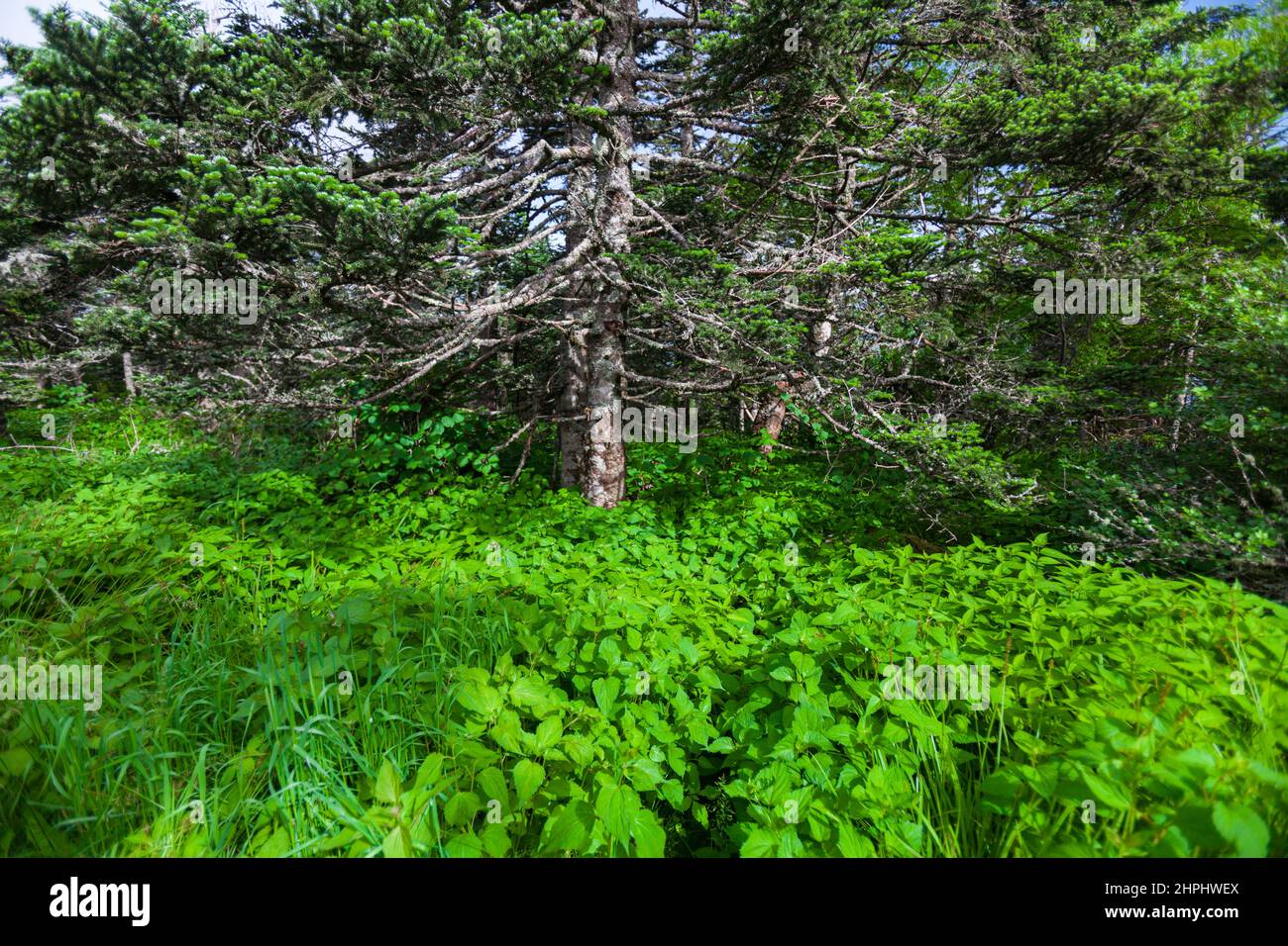 Wechselnde Umgebung in der Nähe des Clingmans Dome im Great Smoky Mountains National Park Stockfoto