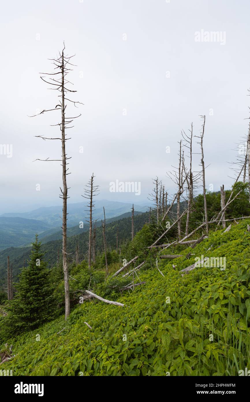 Wechselnde Umgebung in der Nähe des Clingmans Dome im Great Smoky Mountains National Park Stockfoto