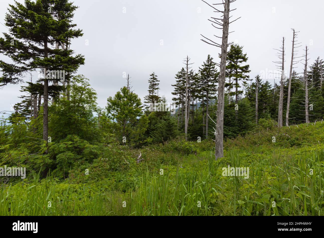 Wechselnde Umgebung in der Nähe des Clingmans Dome im Great Smoky Mountains National Park Stockfoto