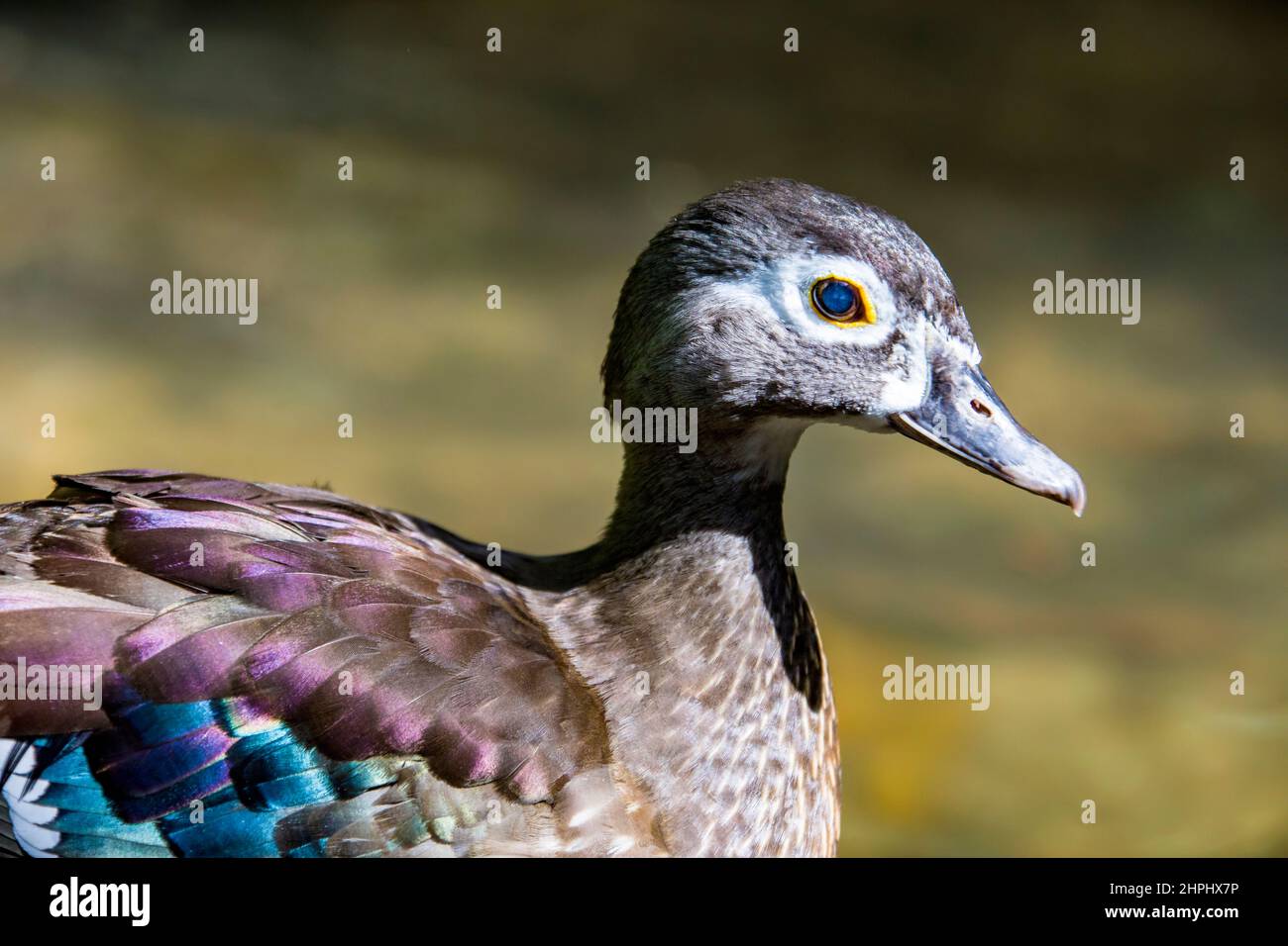 Eine weibliche Holzente (Aix sponsa) ist eine in Nordamerika vorgefundene Barschente. Es ist eines der buntesten nordamerikanischen Wasservögel. Stockfoto