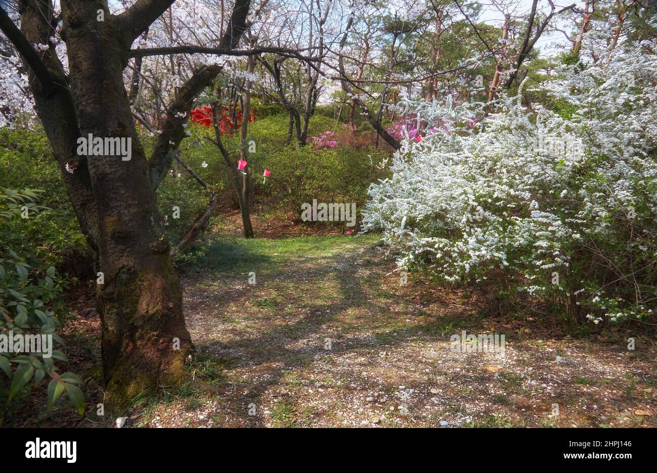 Kirschblütenfest (Hanami) im Nagoya-Zweig des Chiyo Inari Shrine. Nagoya. Japan Stockfoto
