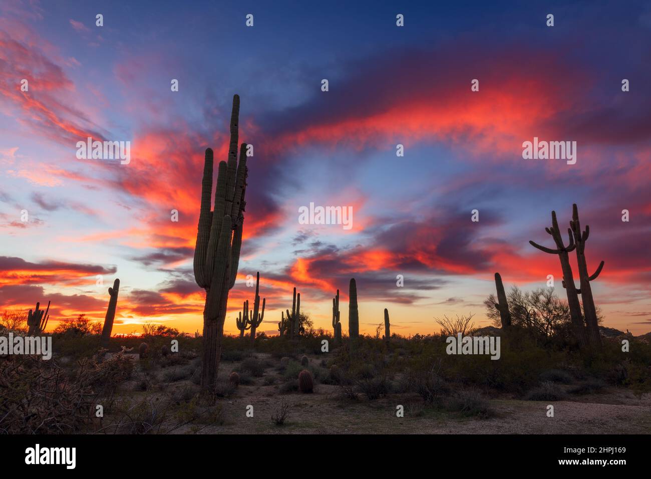 Farbenfrohe Wüstenlandschaft in Arizona bei Sonnenuntergang mit Saguaro Cactus Silhouetten Stockfoto
