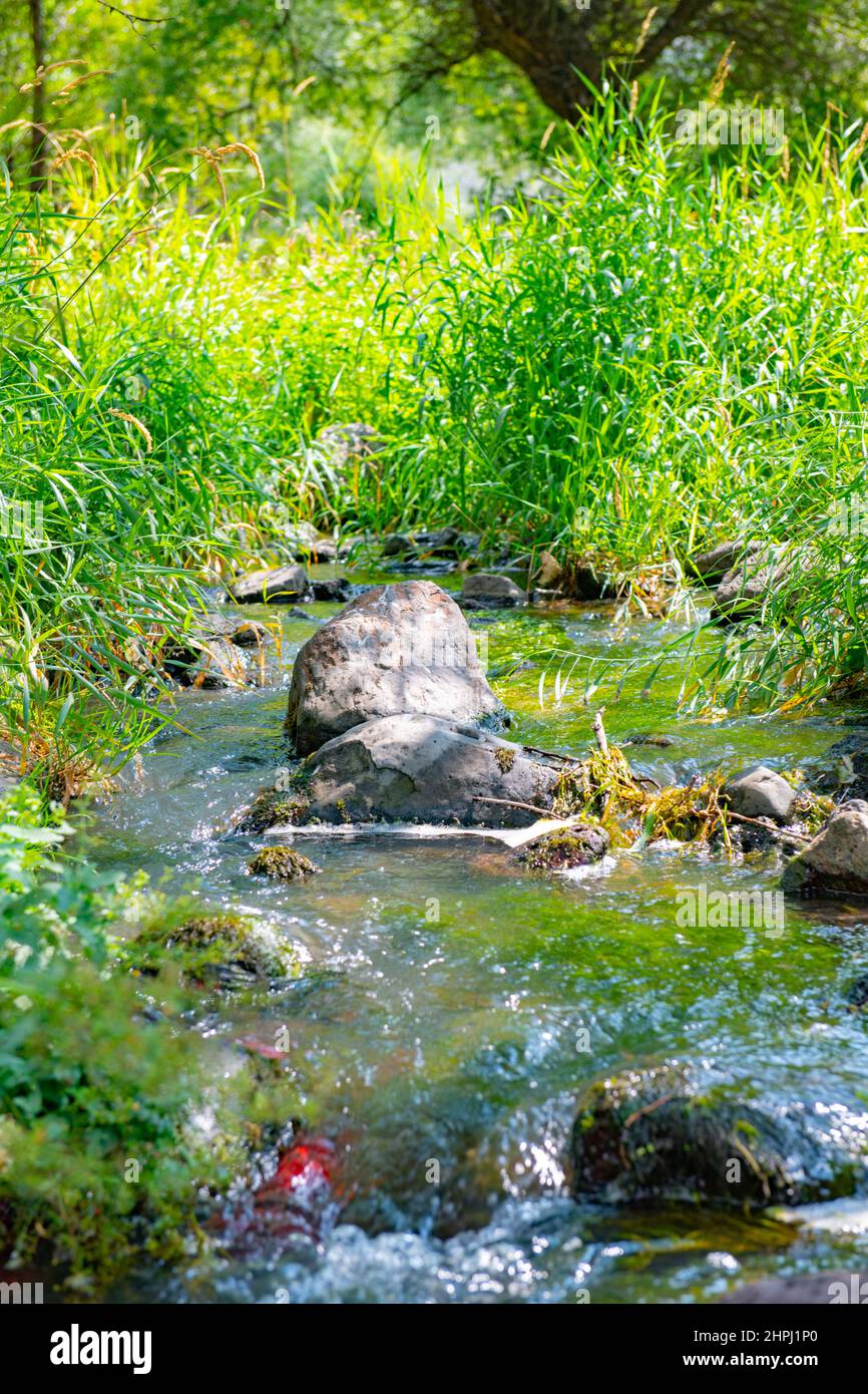 Flussufer mit Gras und Steinen bedeckt Stockfoto