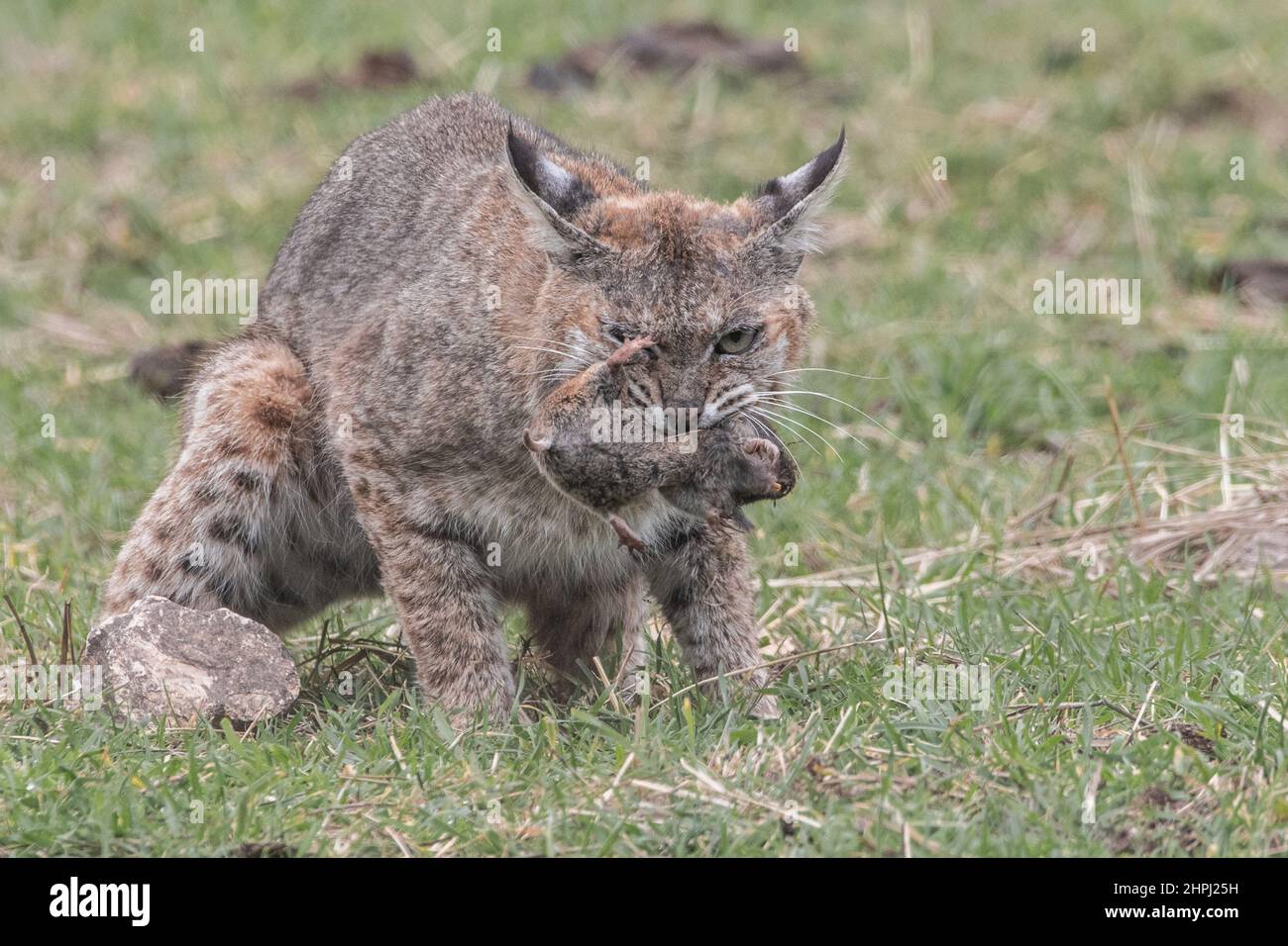 Eine wilde Bobkatze (Lynx rufus) mit einem Gopher, den sie gefangen genommen hat, als das Nagetier um die Flucht kämpft. Nagetiere wie diese machen die meisten der Wildkatzen Ernährung. Stockfoto