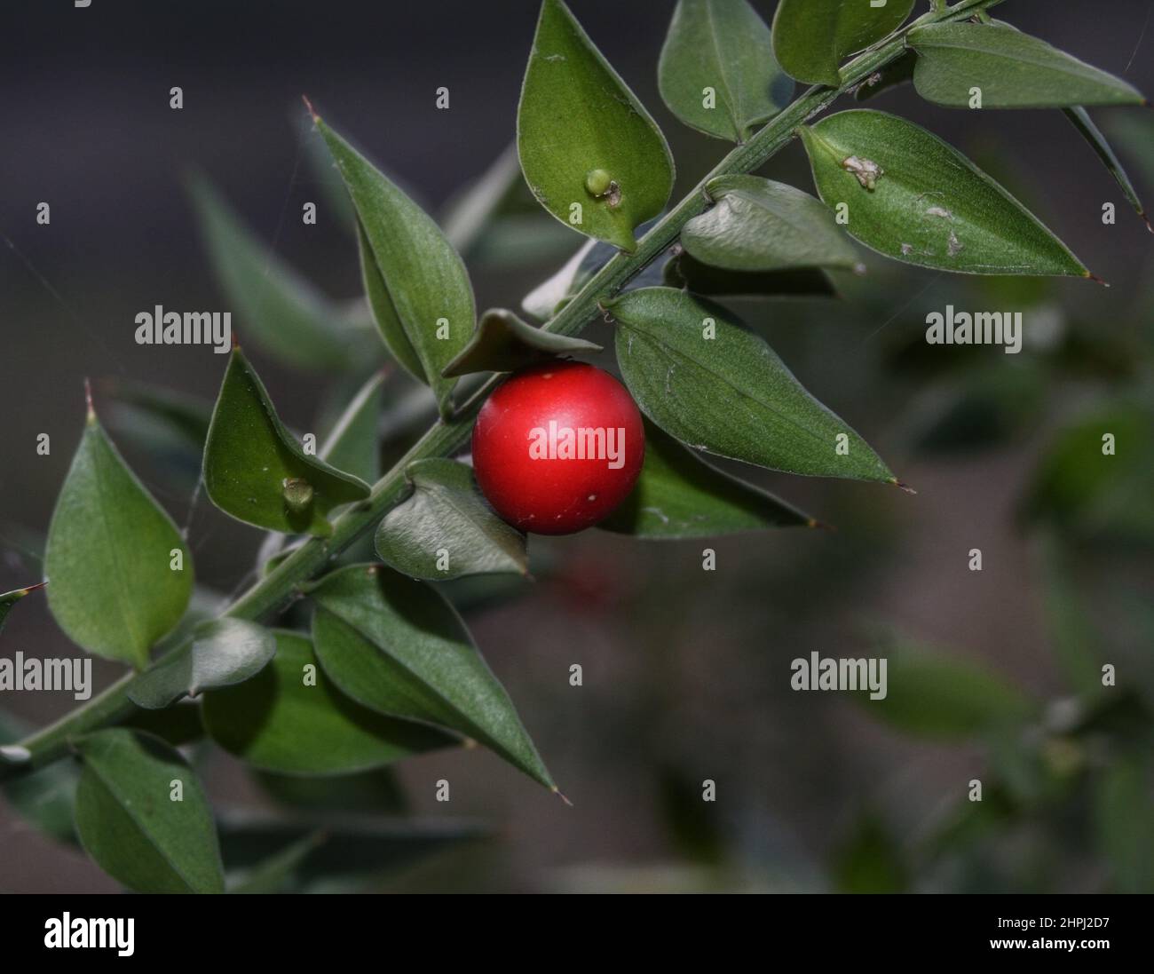 Broom-Zweig mit reifen roten Beeren Stockfoto