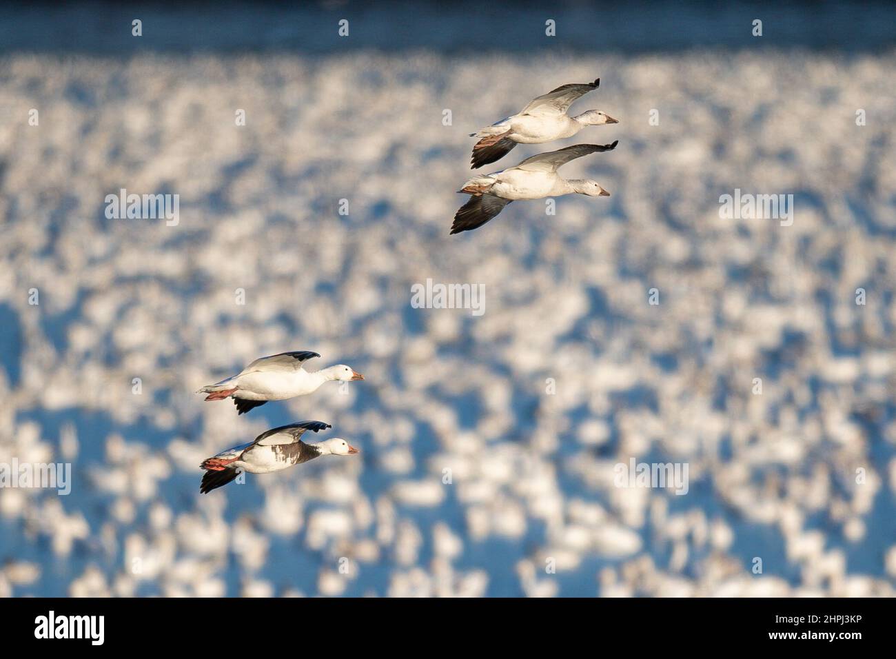 Schneegänse fliegen Anser caerulescens / Schneegans-Wasservögel strömen nach Norden zum Spring Middle Creek Reservoir State Park in Pennsylvania. Jährliche Schneegans-Wanderung mit verschiedenen Start- und Landevögeln - Stockfoto