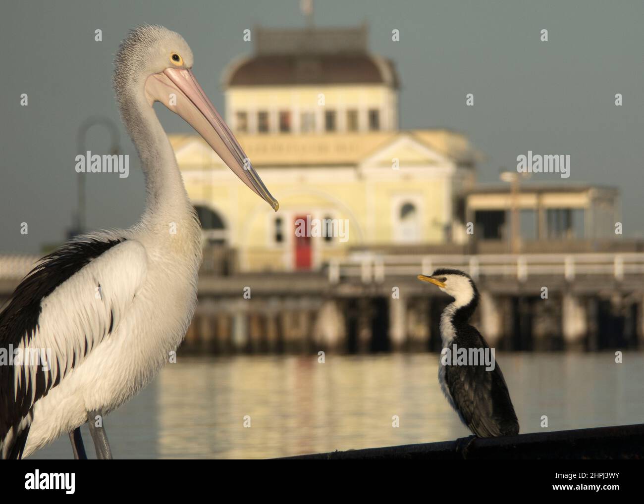 Pelican am St Kilda Pier Melbourne, Australien. Stockfoto