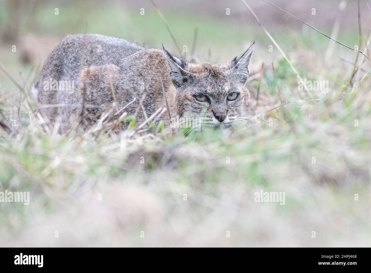 Eine wilde Bobkatze (Lynx rufus) versteckt sich und hält sich niedrig, während sie in Kalifornien, USA, nach Gophers jagt. Stockfoto