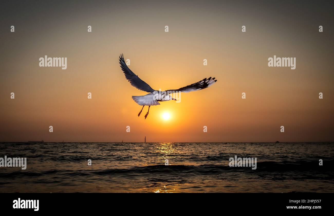 Fliegen bei Sonnenuntergang . Eine Möwe im Flug als die Sonnenuntergänge . Stockfoto