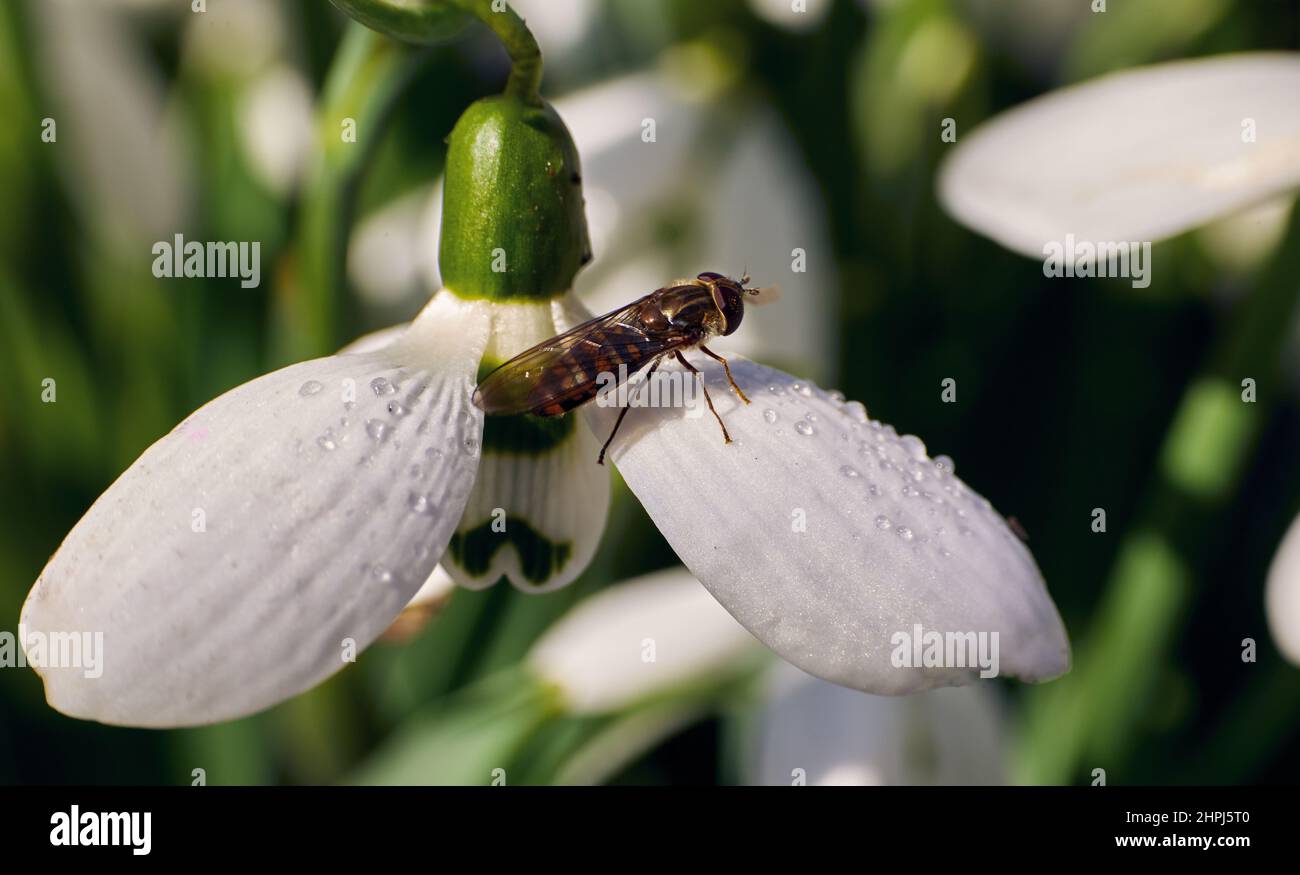 Makrofoto eines Schneegropfes mit Morgentau auf den Blütenblättern einer Blume und einer darauf sitzenden Fliege. Stockfoto