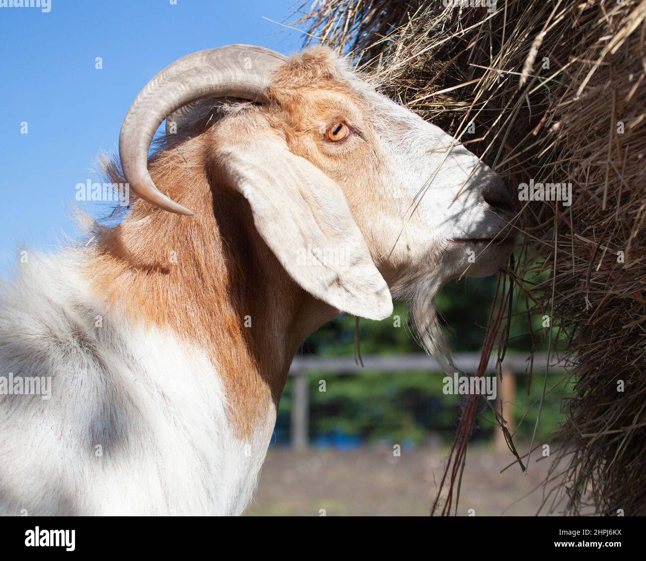 Hausziege, die Heu in einer Koppel im Freien in einem Tierschutzgebiet isst. Capra hircus Stockfoto