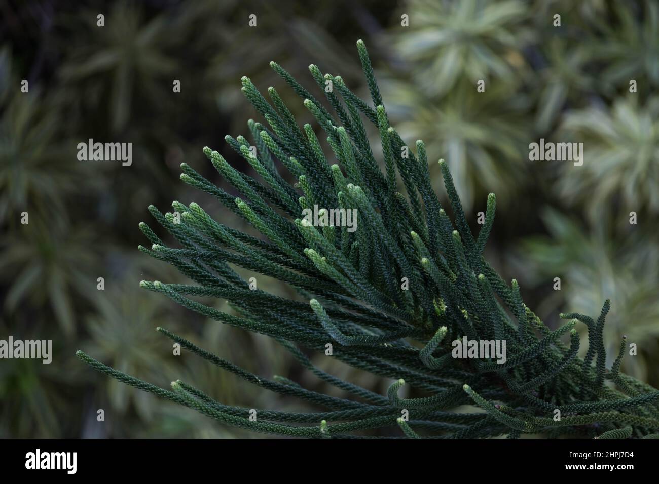 Die Norfolk Island Pine Plant Stockfoto